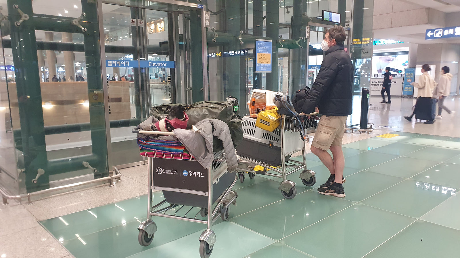 Review of rabies risk in imported pets into Australia