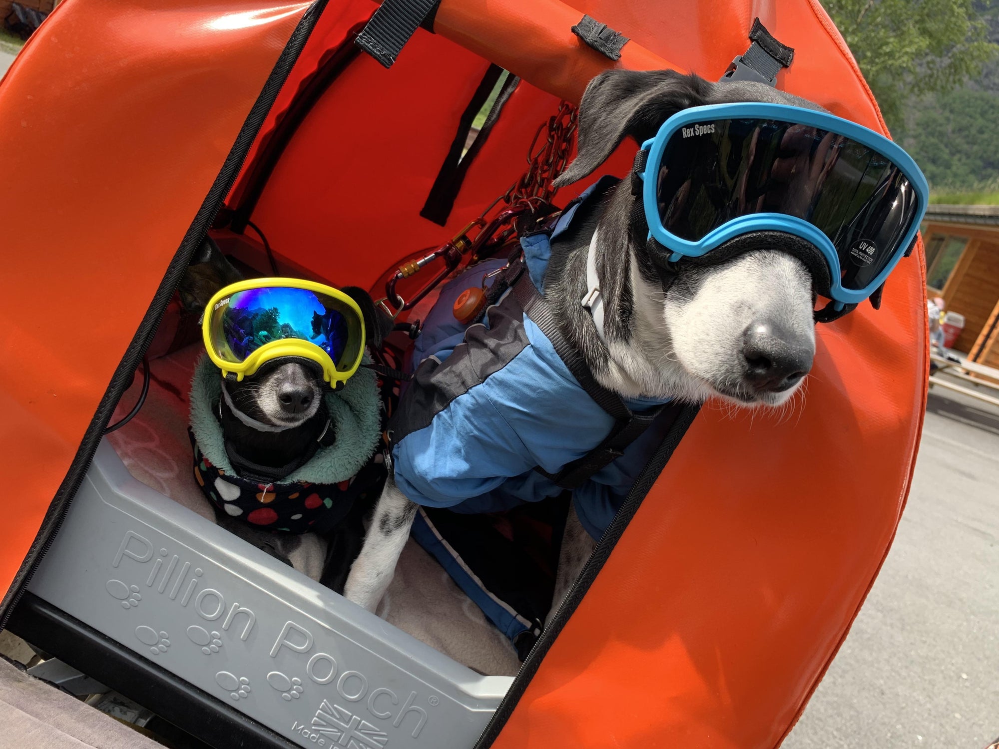 Riding Safely with Your Dog: Essential Gear and Considerations