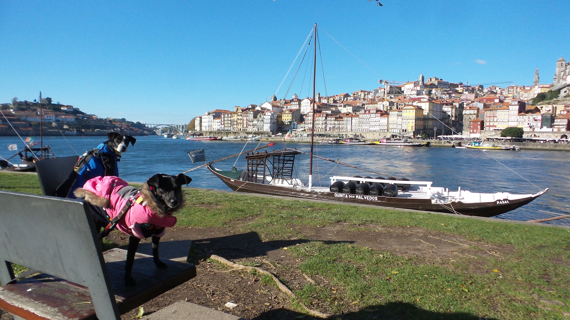 Weeti and Shadow in Porto, Portugal.